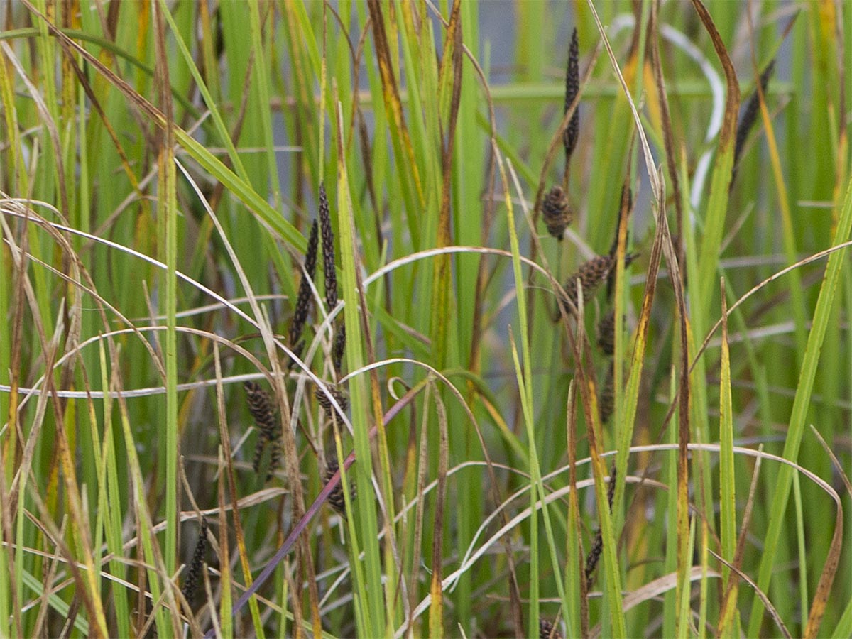 Carex nigra